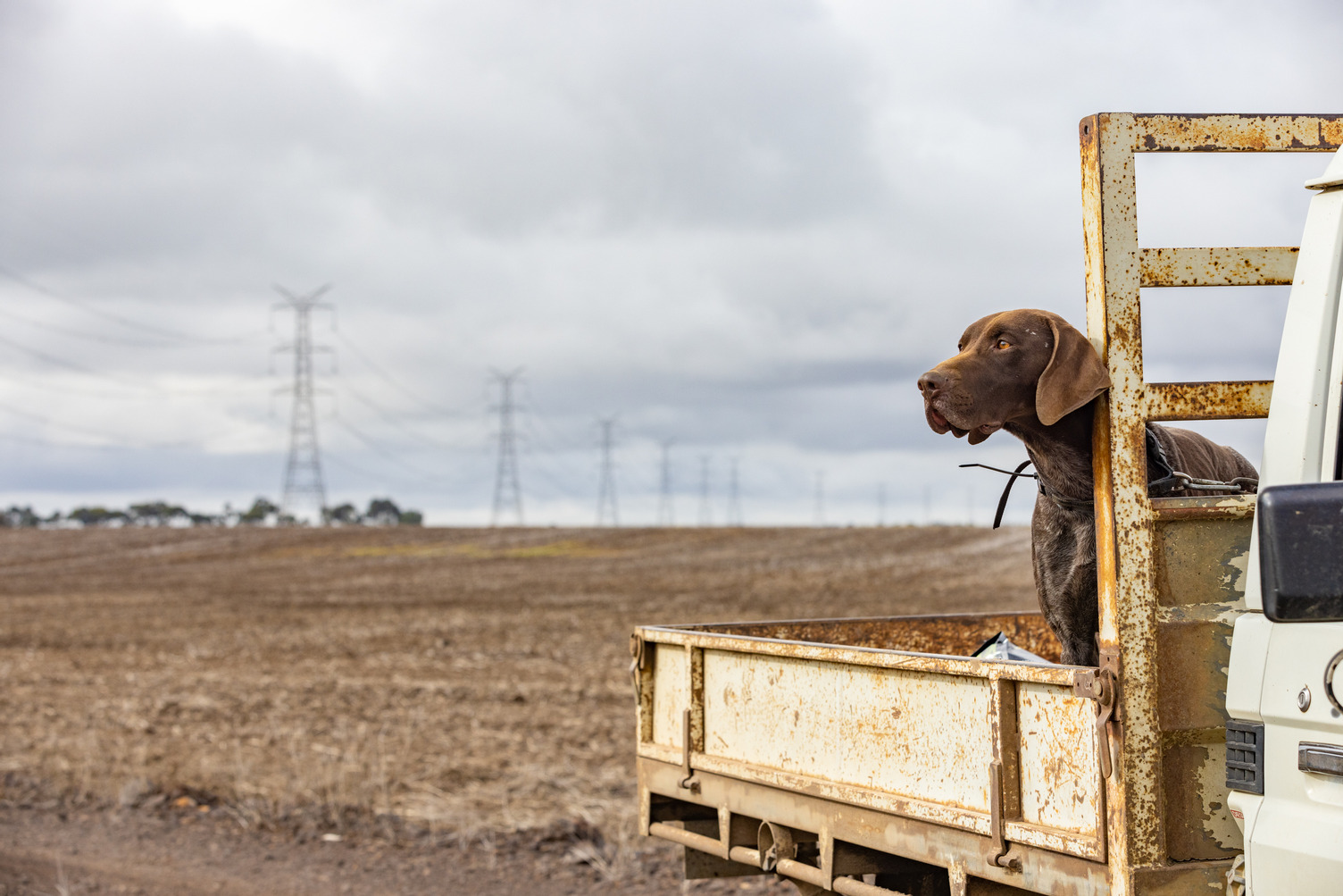 A brown dog sitting in the back of a ute tray