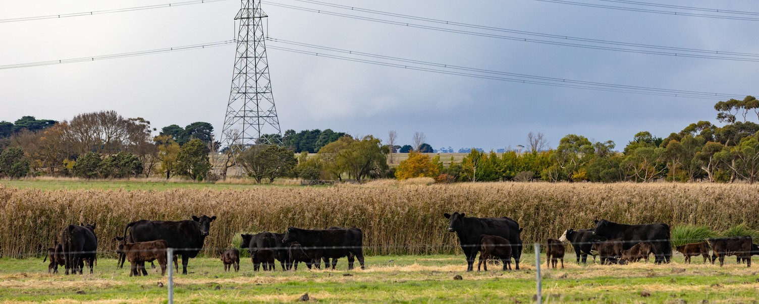 A group of cows in a paddock near transmission towers