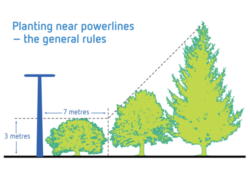 Planting trees near distribution lines